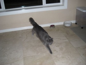 Cat in kitchen